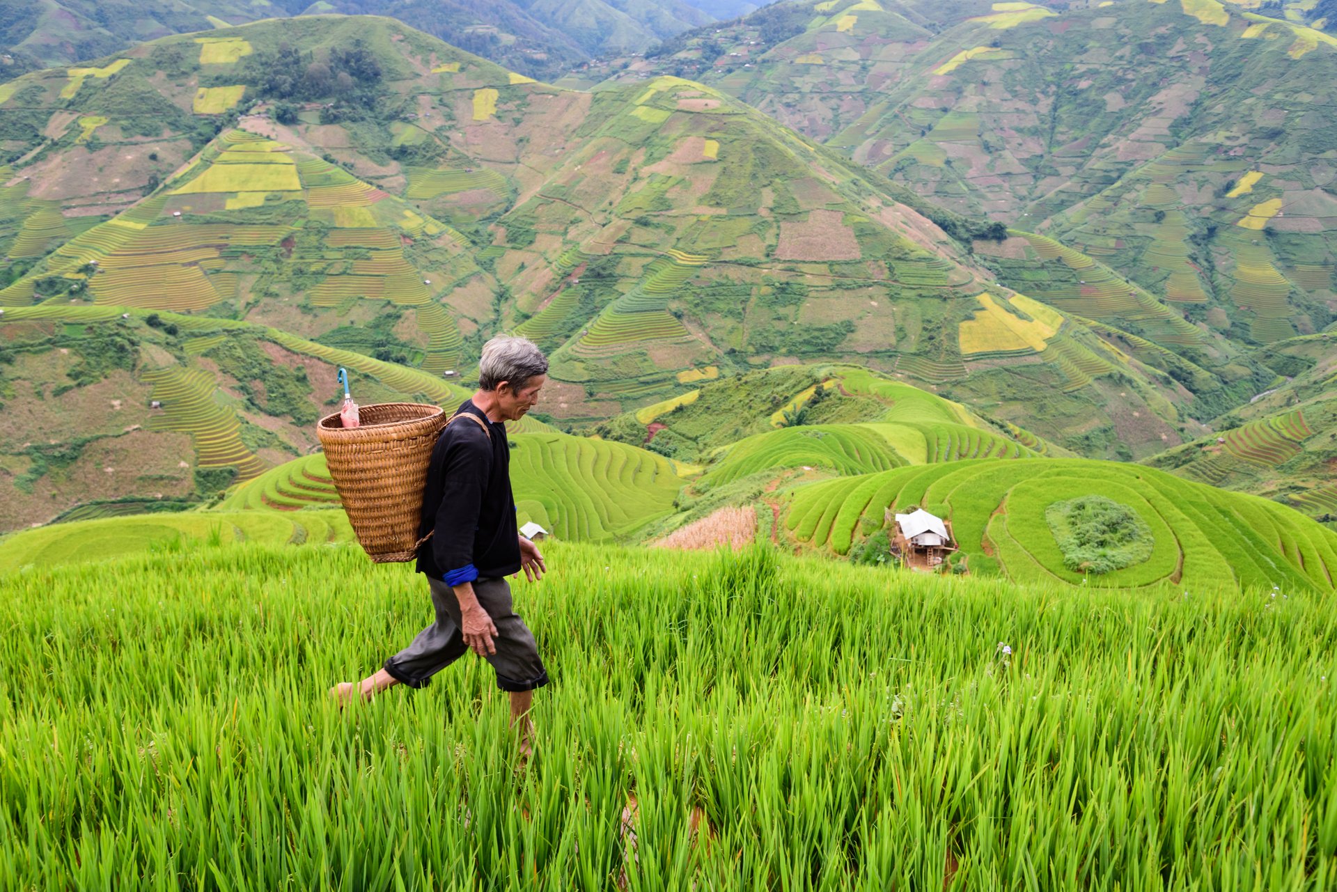 Farmer walks through a rice paddy high up a hill with a basket on their back.
