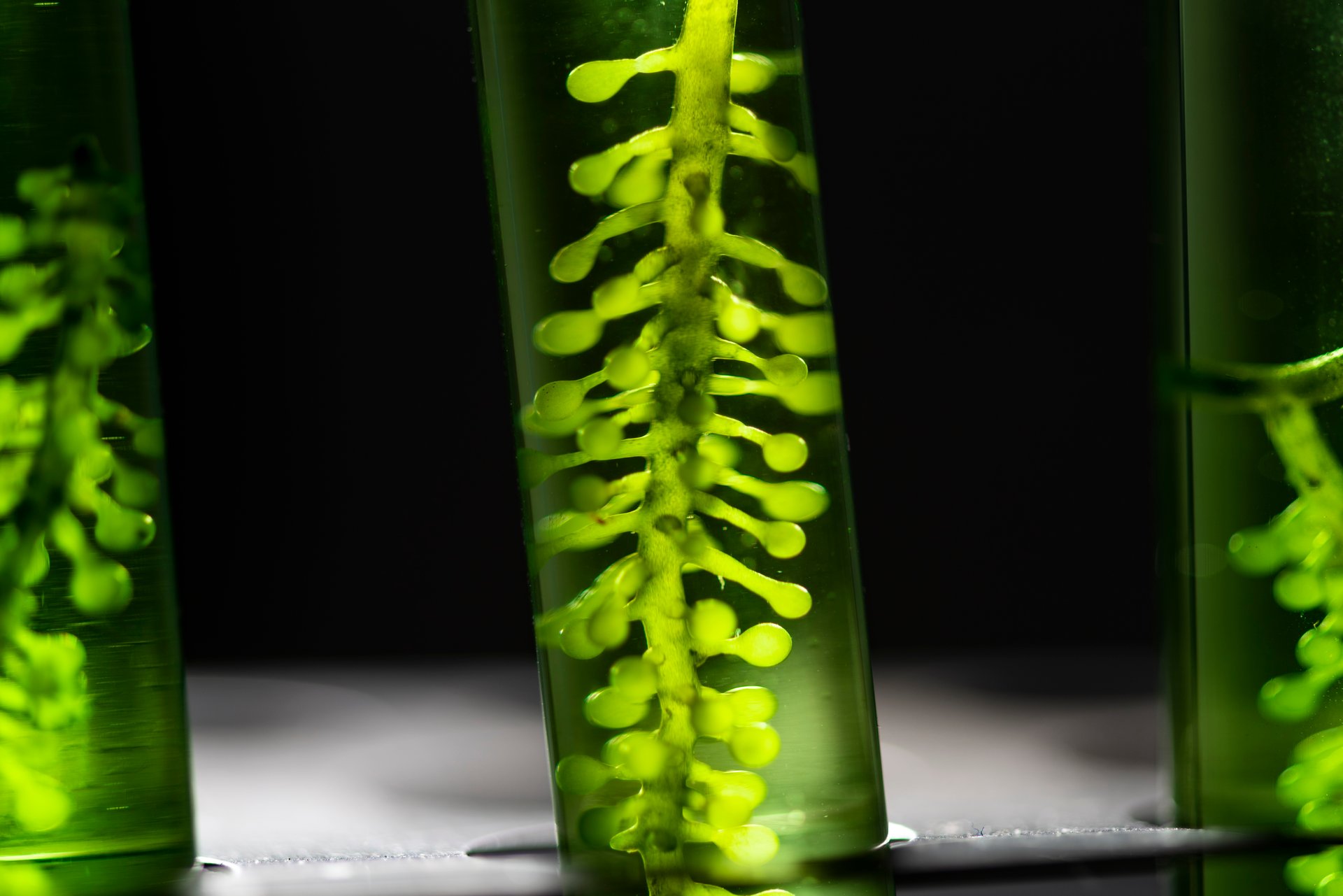 Photobioreactor with green algae inside a glass tube in a laboratory.