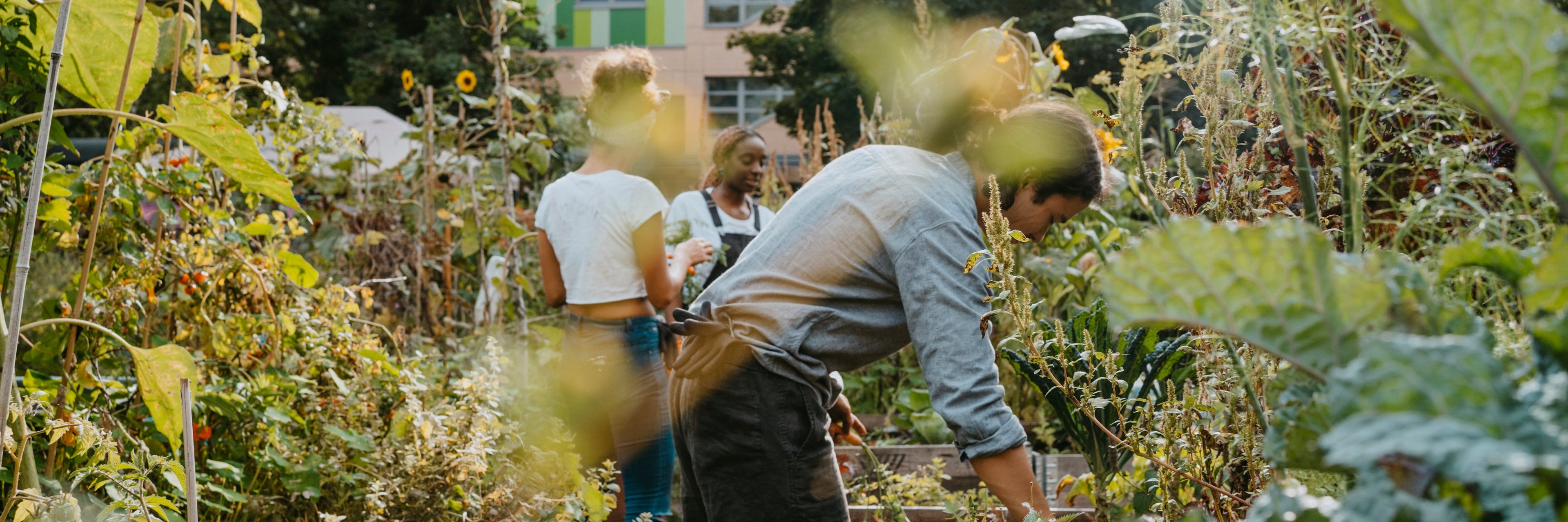 Group of people working on urban garden together.