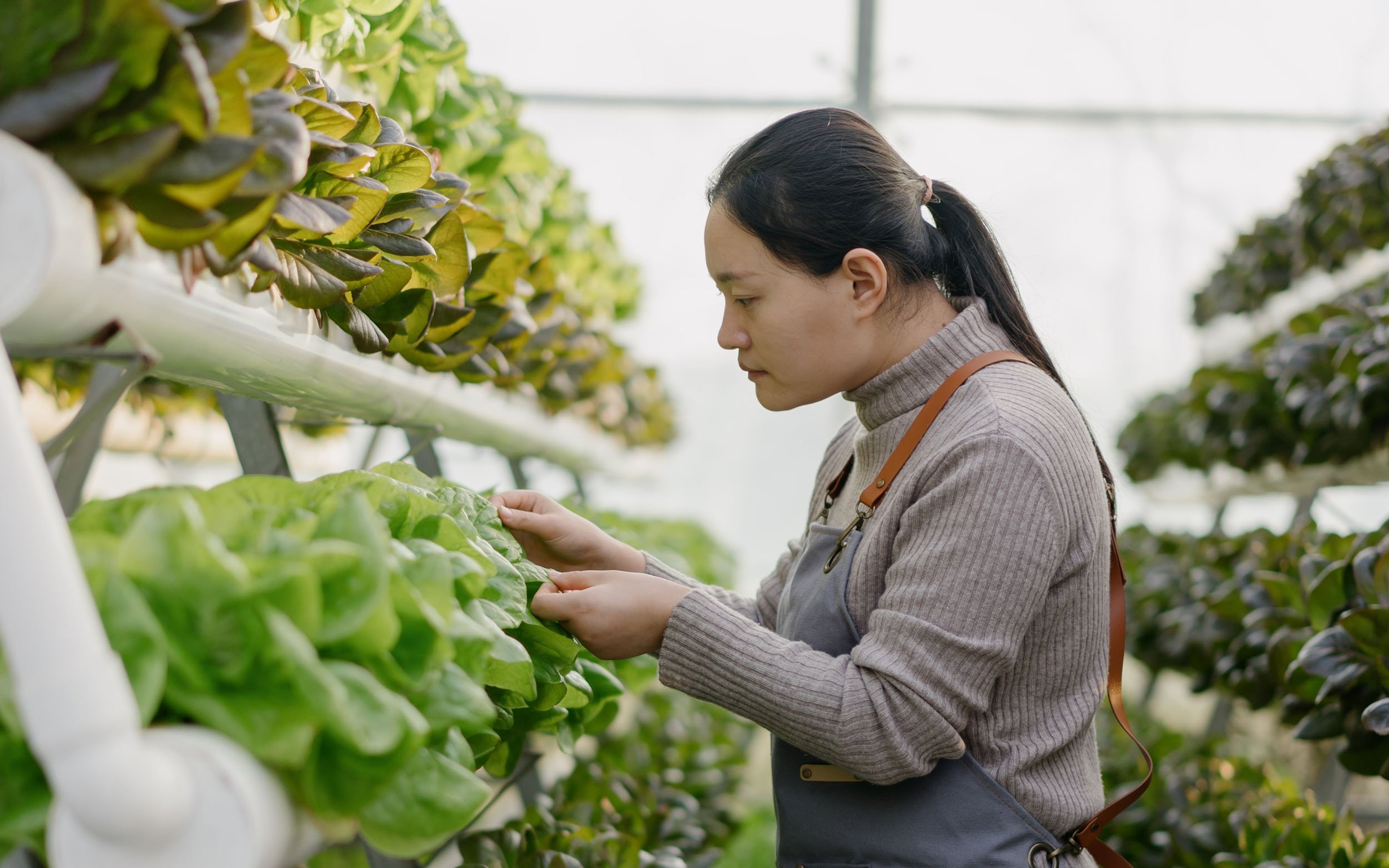 Asian woman working in vegetable greenhouse.