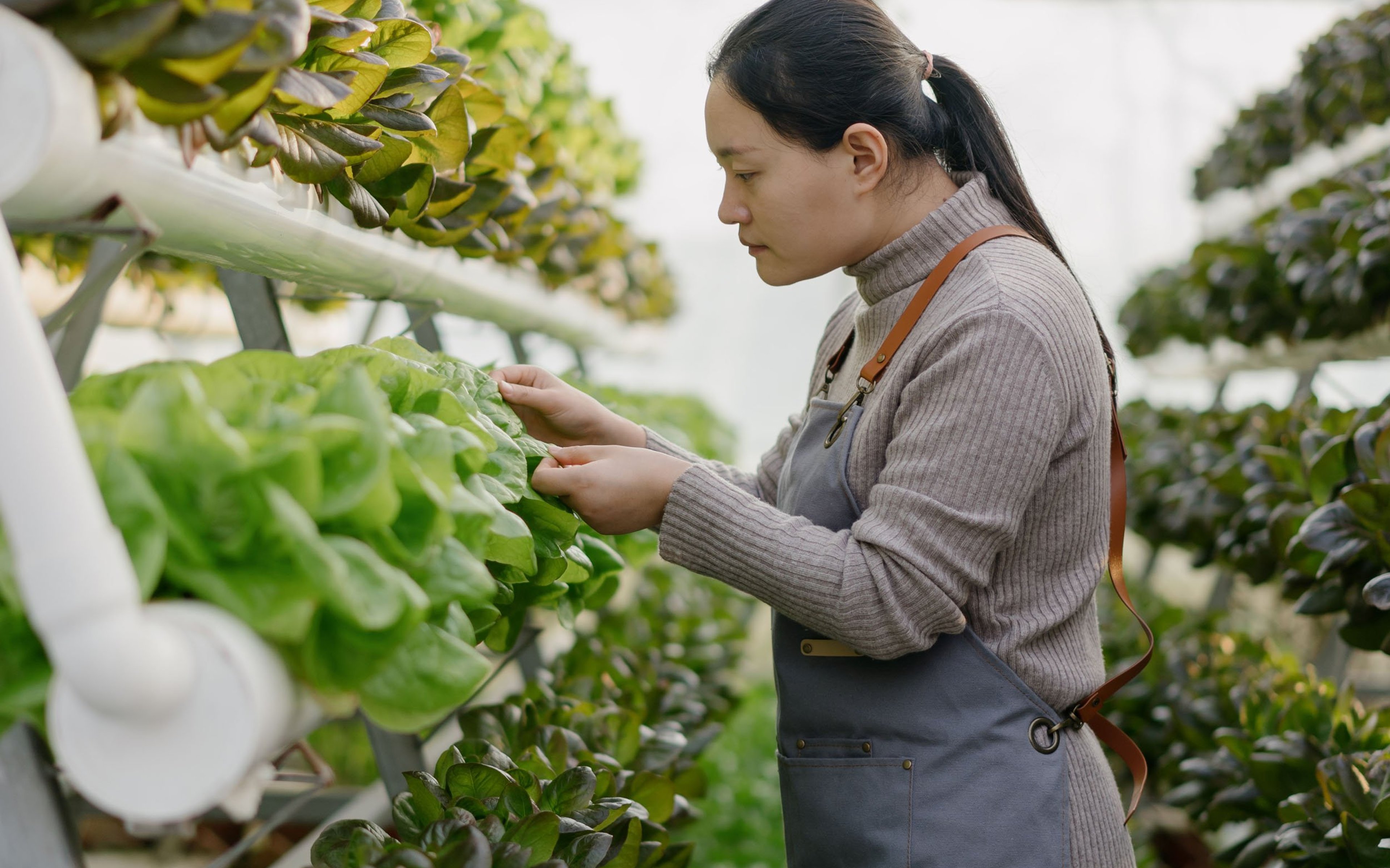 Asian woman working in vegetable greenhouse.