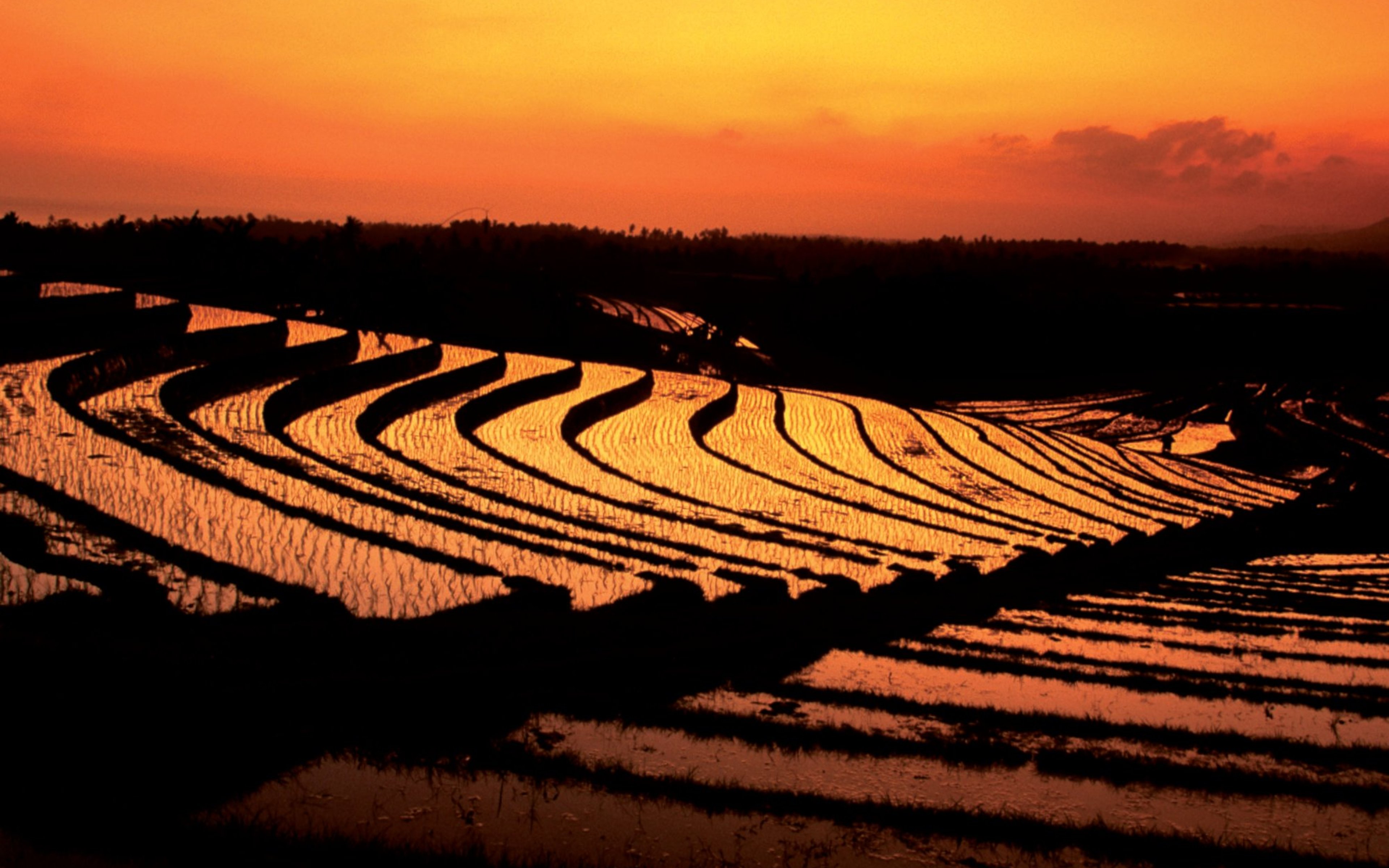 Emerging Markets Leading Companies Fund