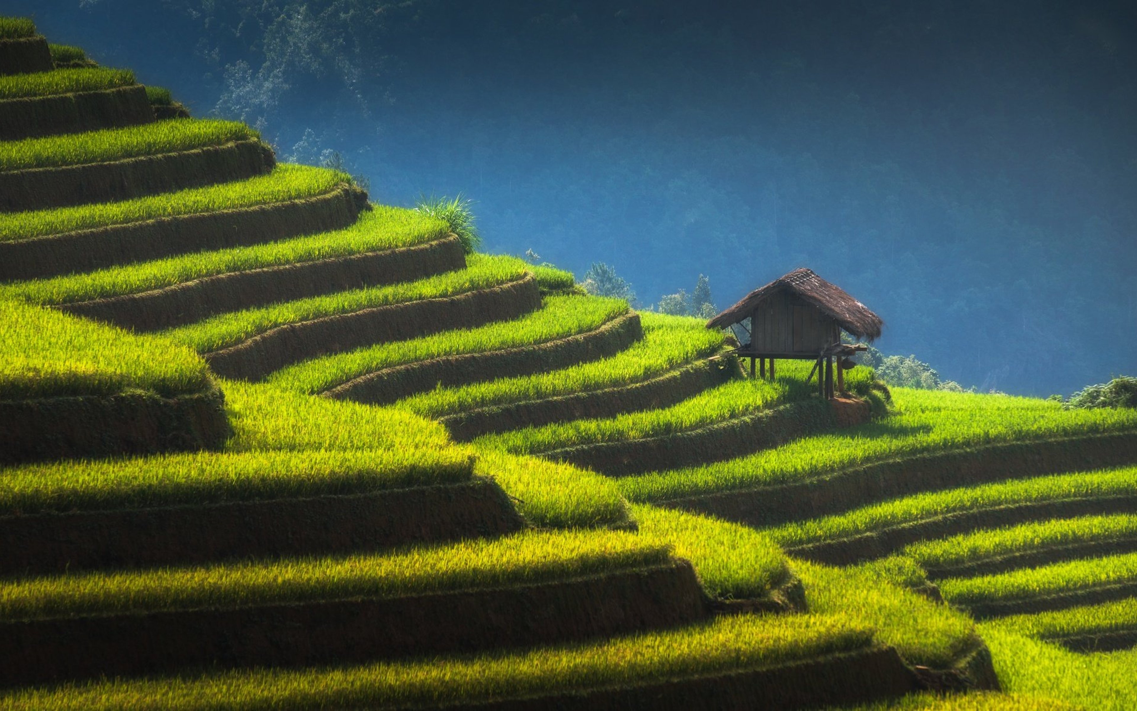 Home on terraced rice field in Vietnam