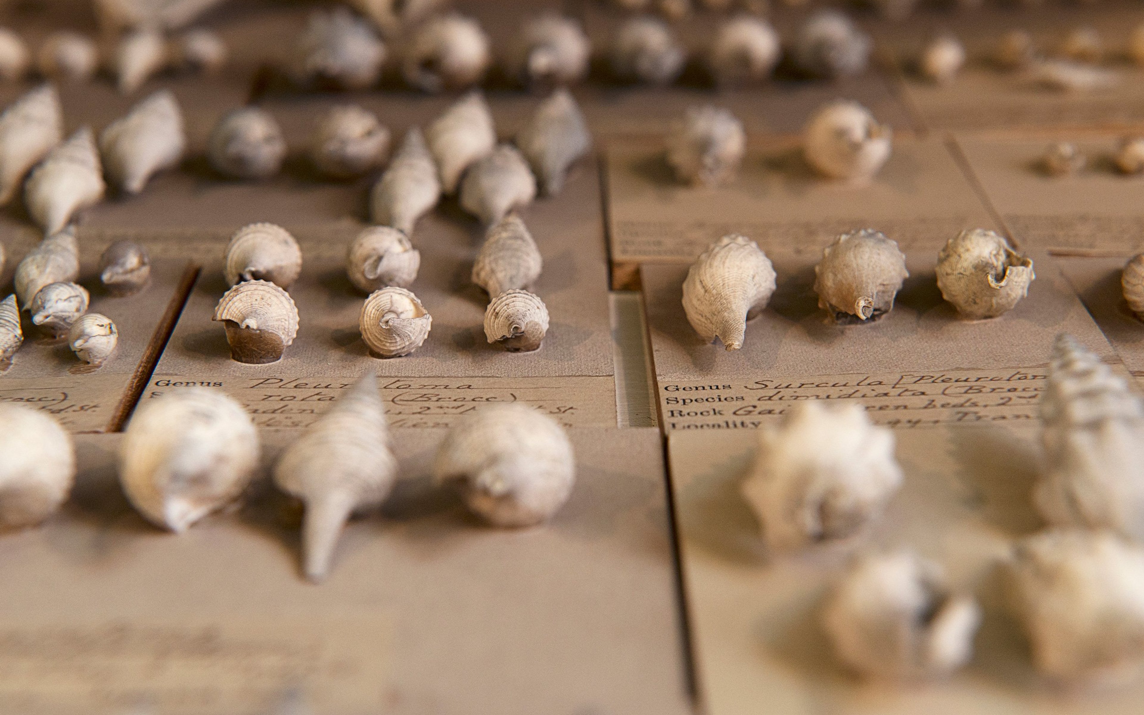 A museum display of seashells with handwritten descriptions.