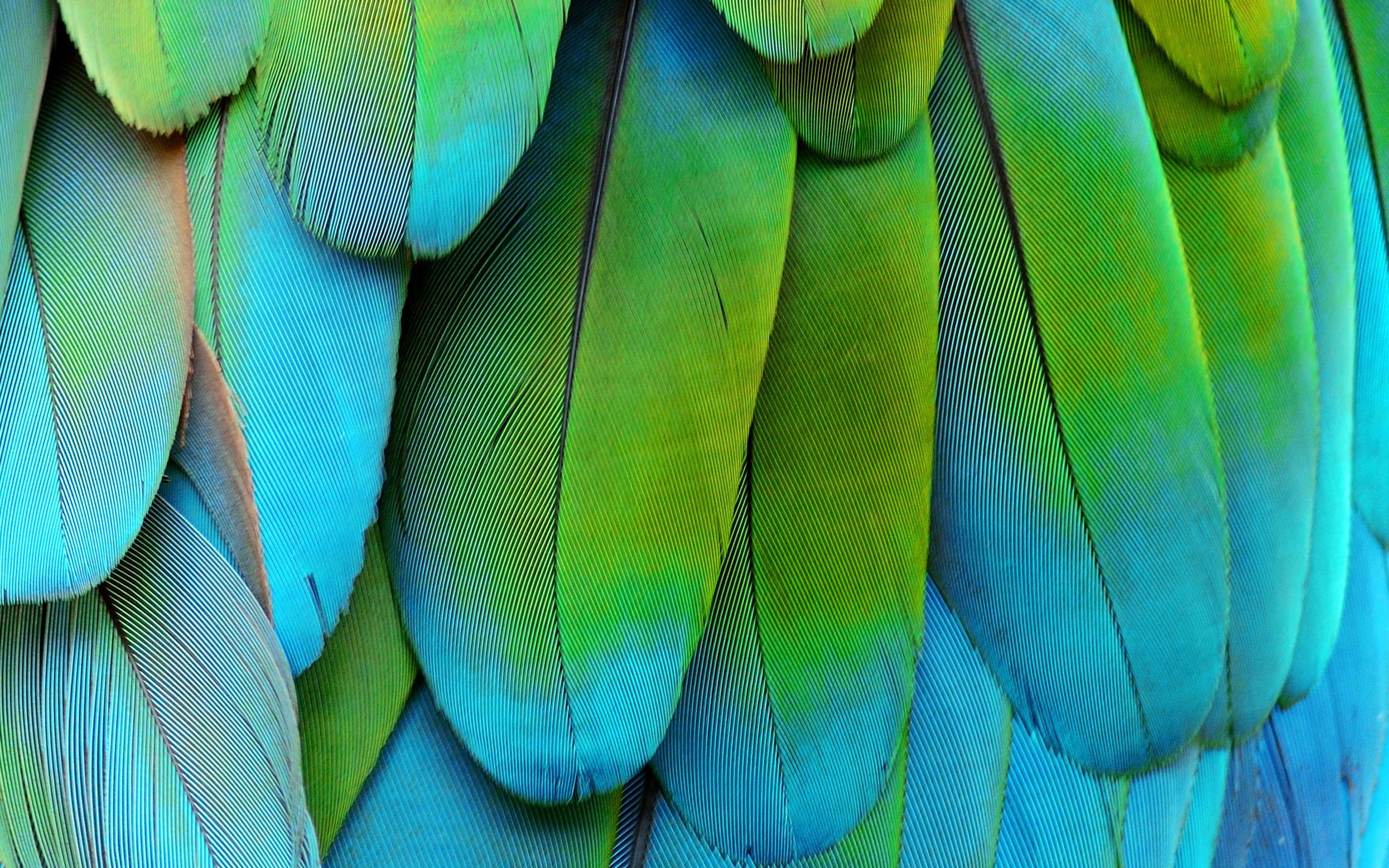 Close up of green and blue Greenwinged Macaw feathers