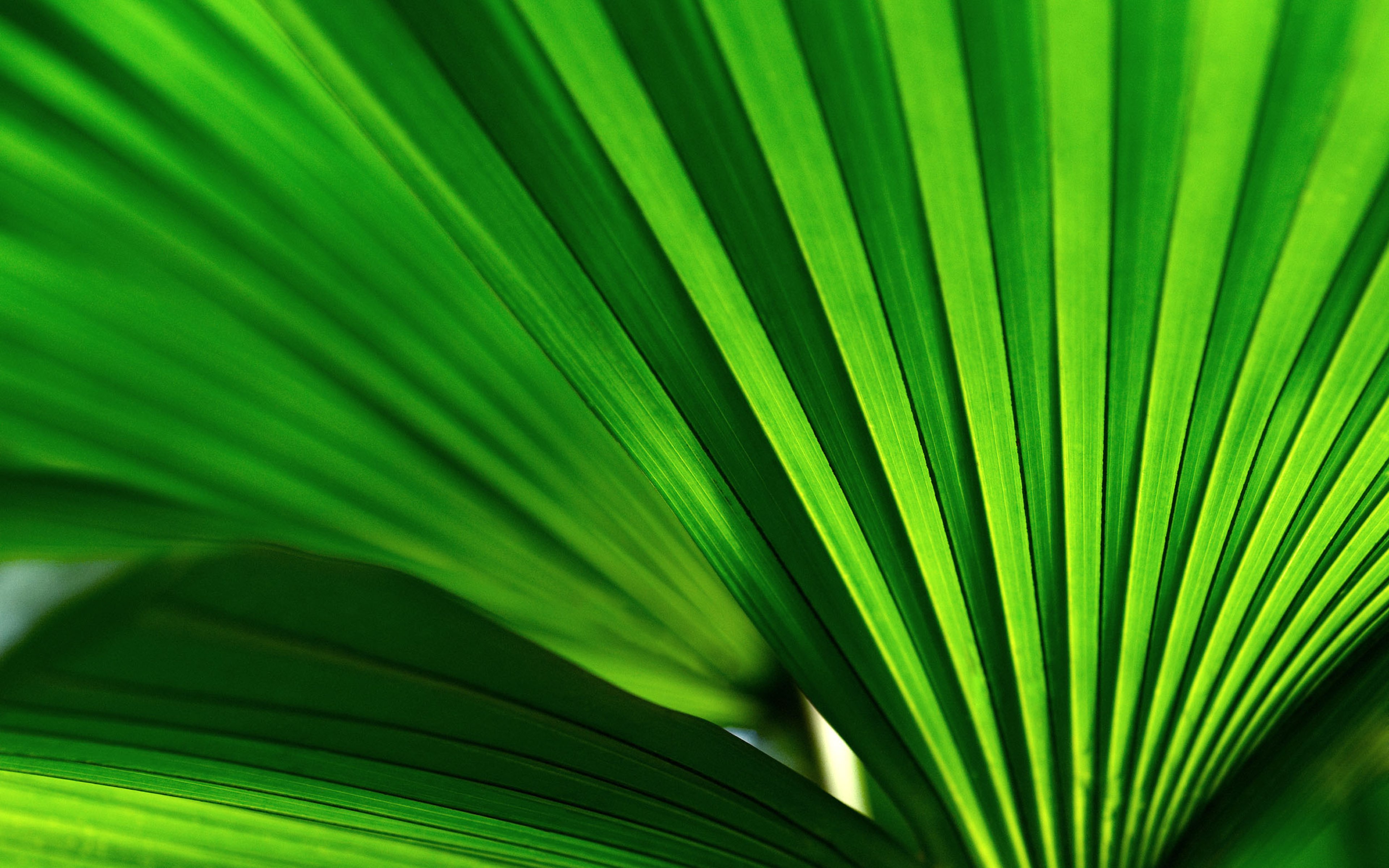 Close up shot of the lines of a palm leaf.