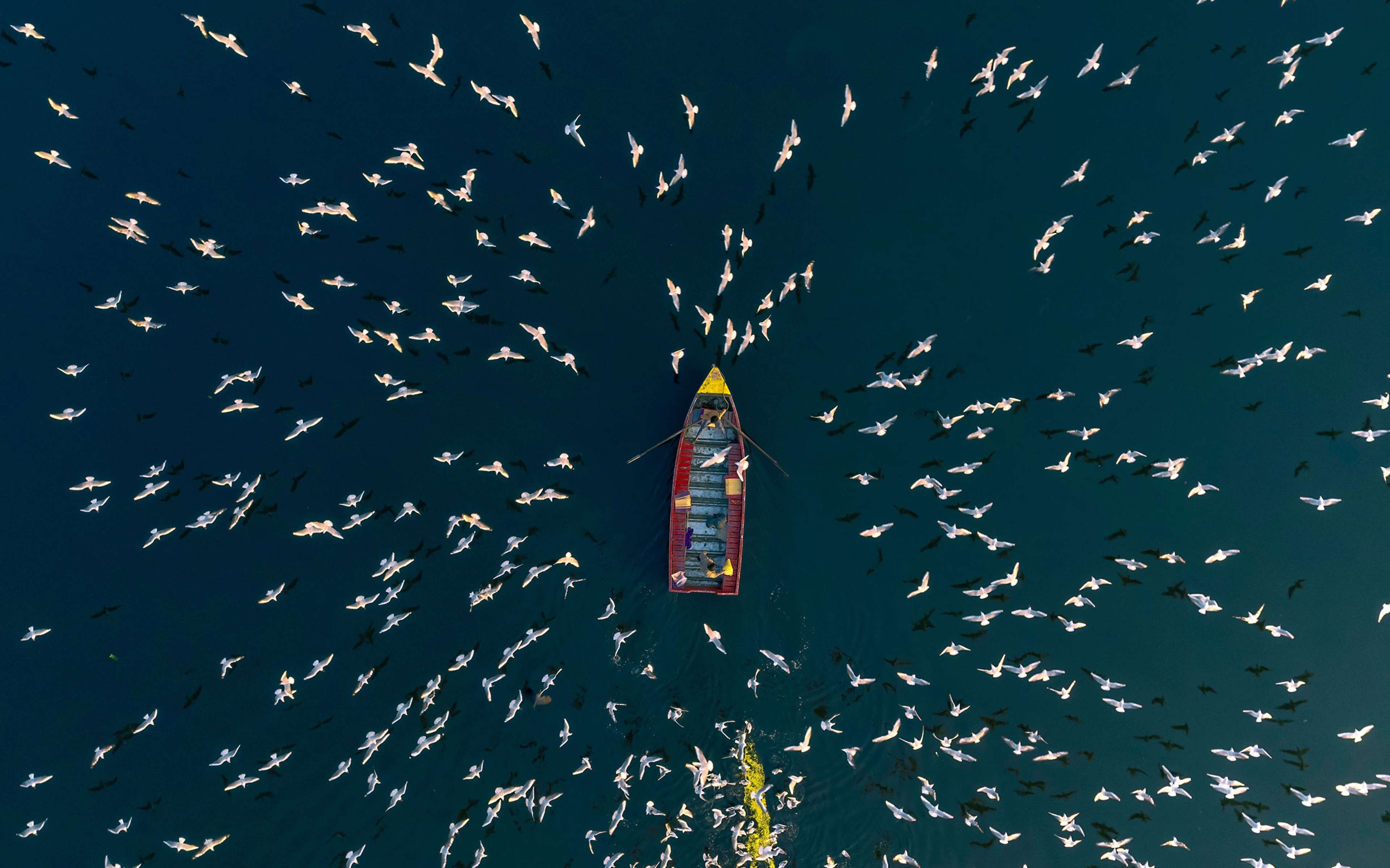 Aerial view of a boat sailing along the Yamuna river at sunset surrounded by seagulls along the coast in New Delhi, India.
