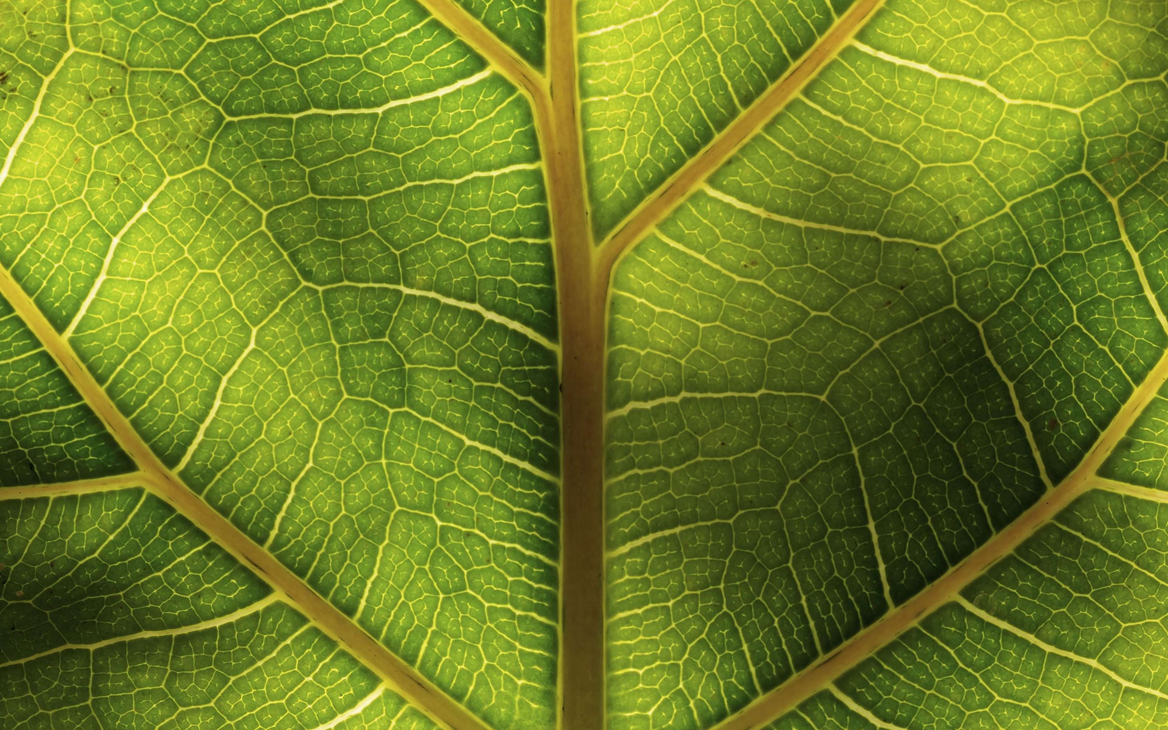 Close up structure of a leaf.