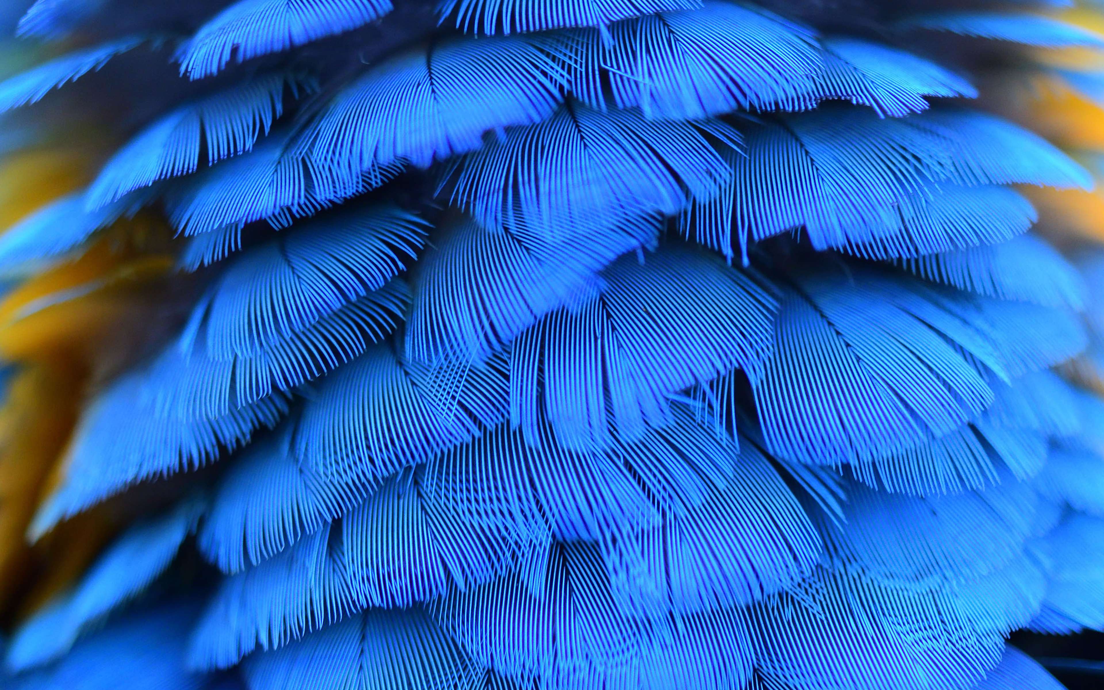 Texture of beautiful feather Blue Macaw bird close up line detail.
