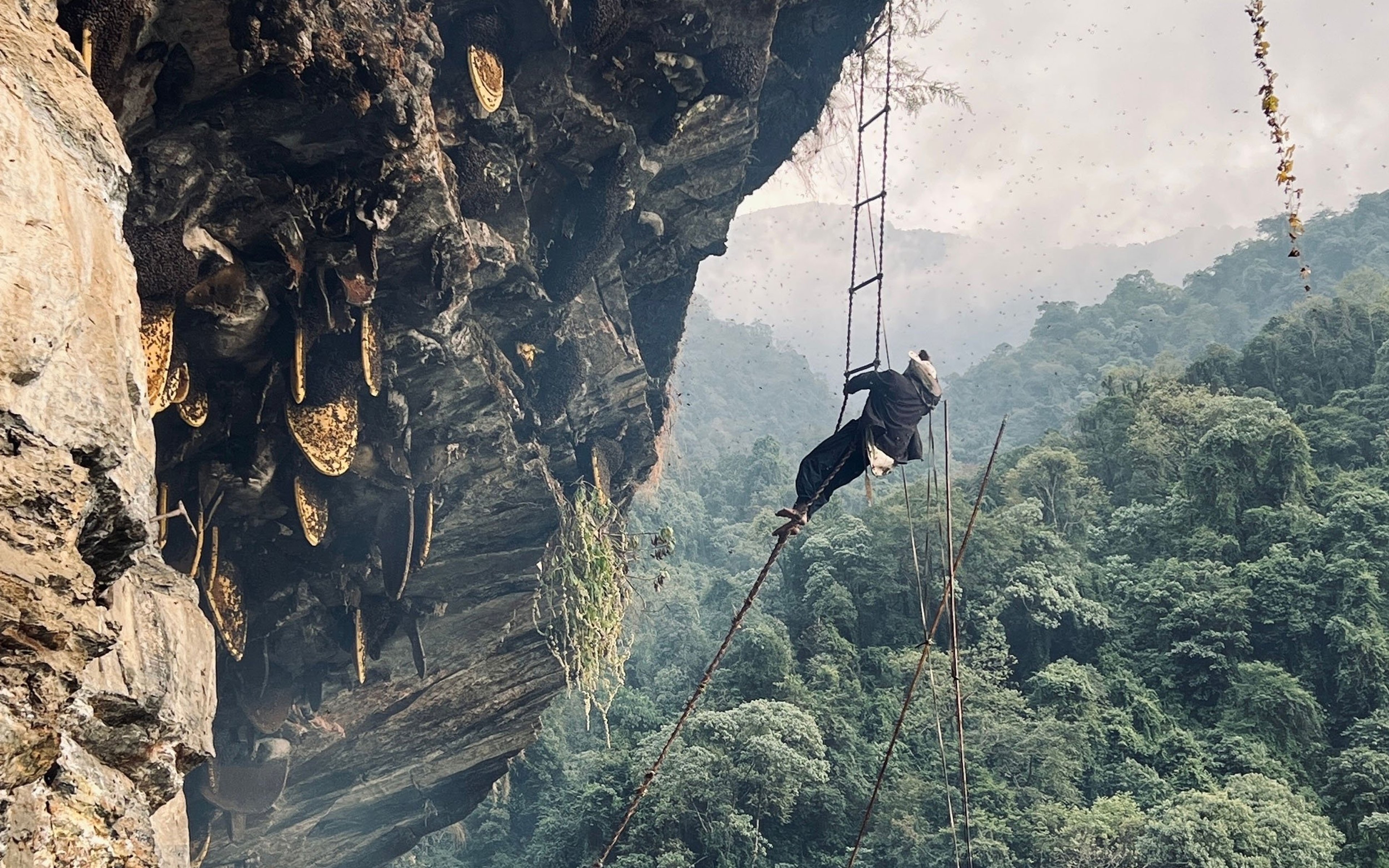 A honey hunter hanging off a cliff on a rope ladder.