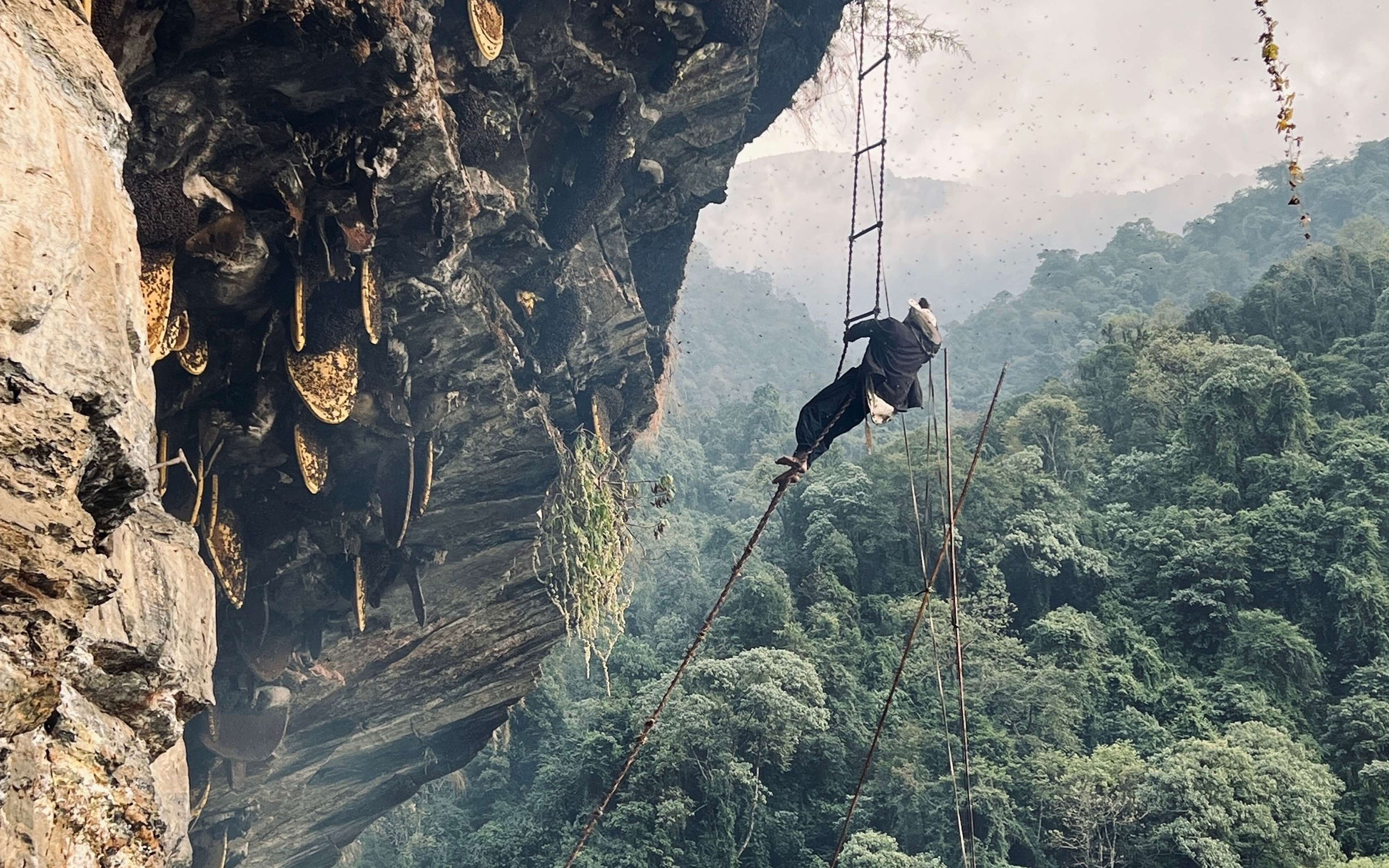 A honey hunter hanging off a cliff on a rope ladder.