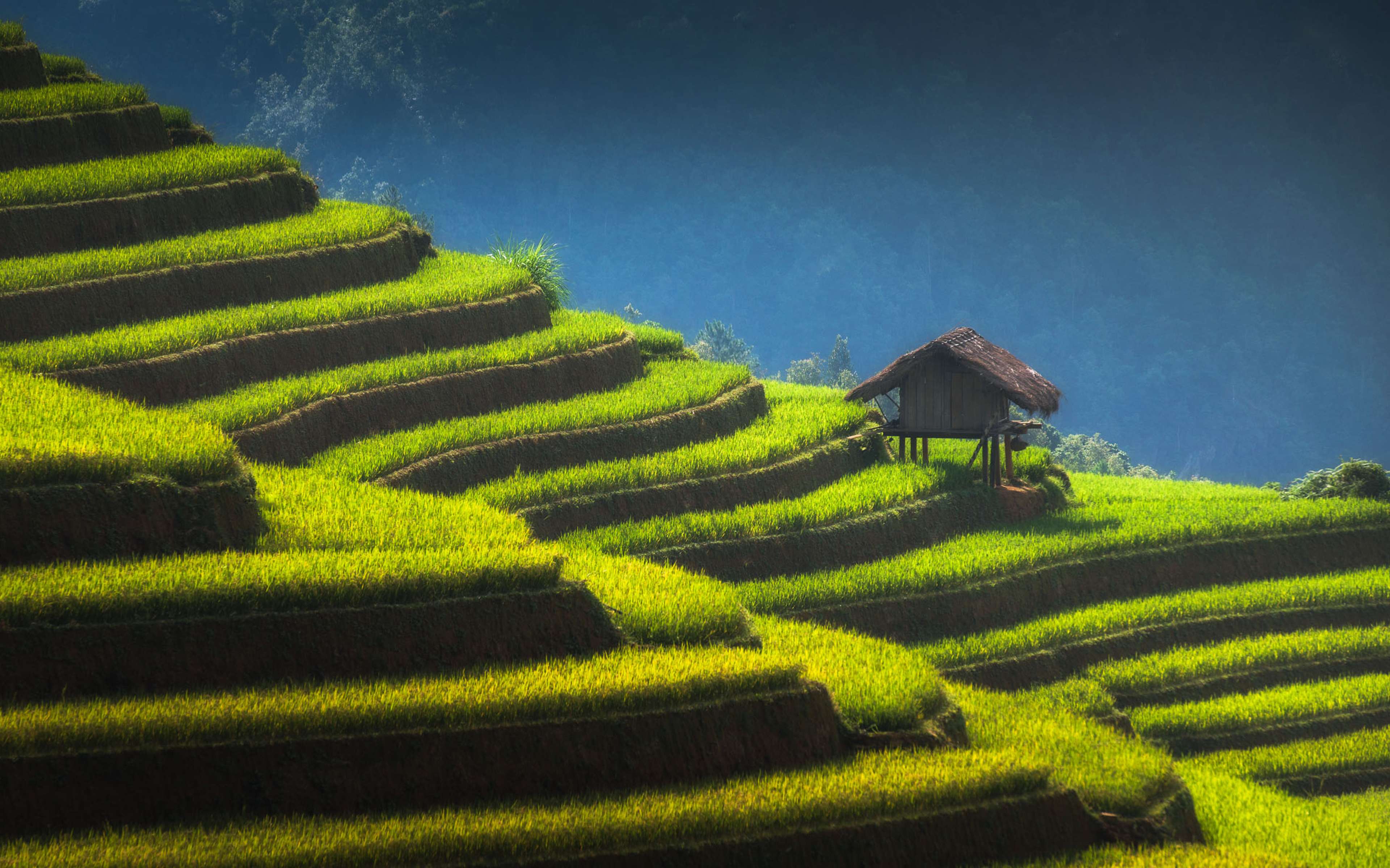 Home on the hill of beautiful rice fields in Vietnam.