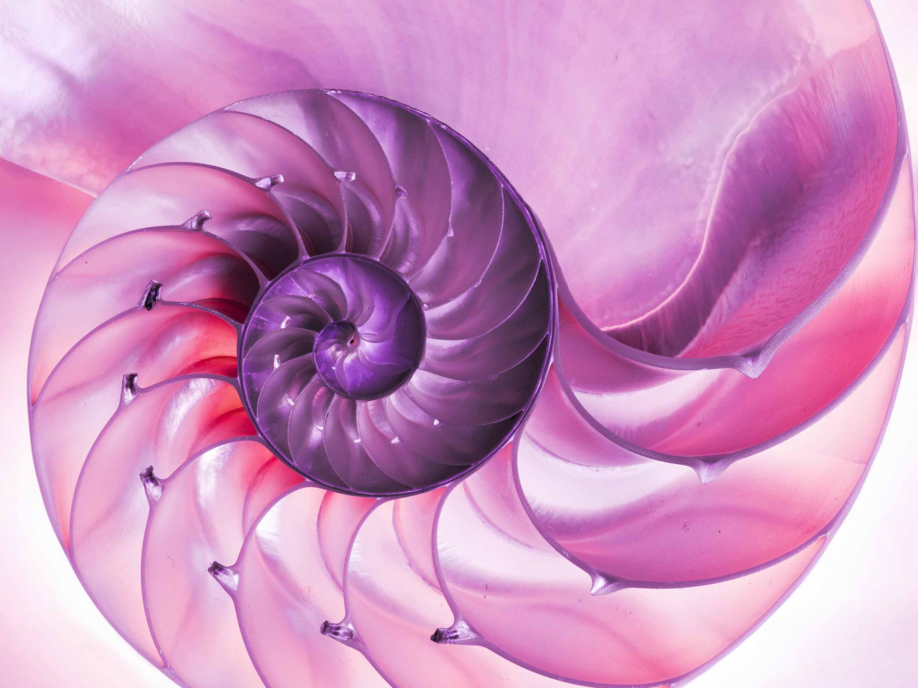 Detailed pink halved shell of a chambered nautilus (Nautilus pompilius) shows beautiful spiral pattern. Isolated on white.