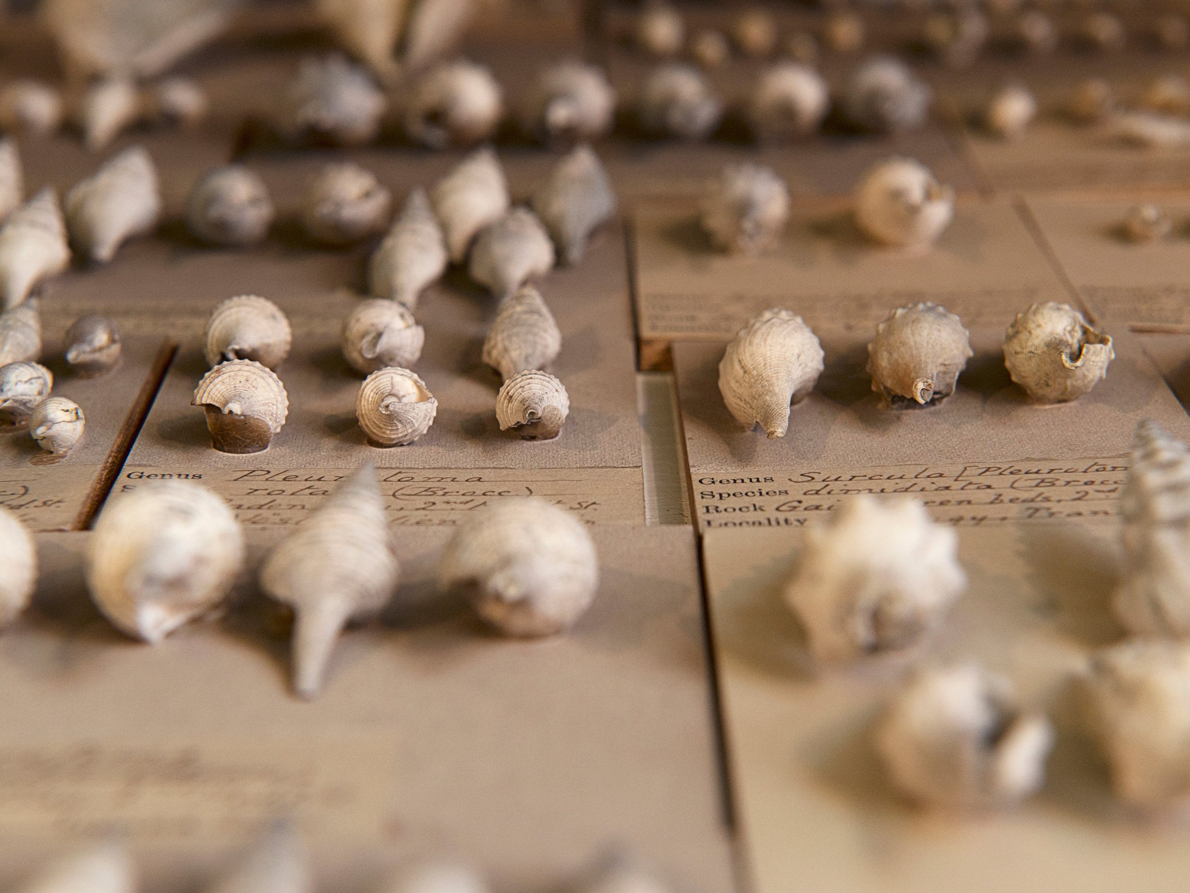 A museum display of seashells with handwritten descriptions.