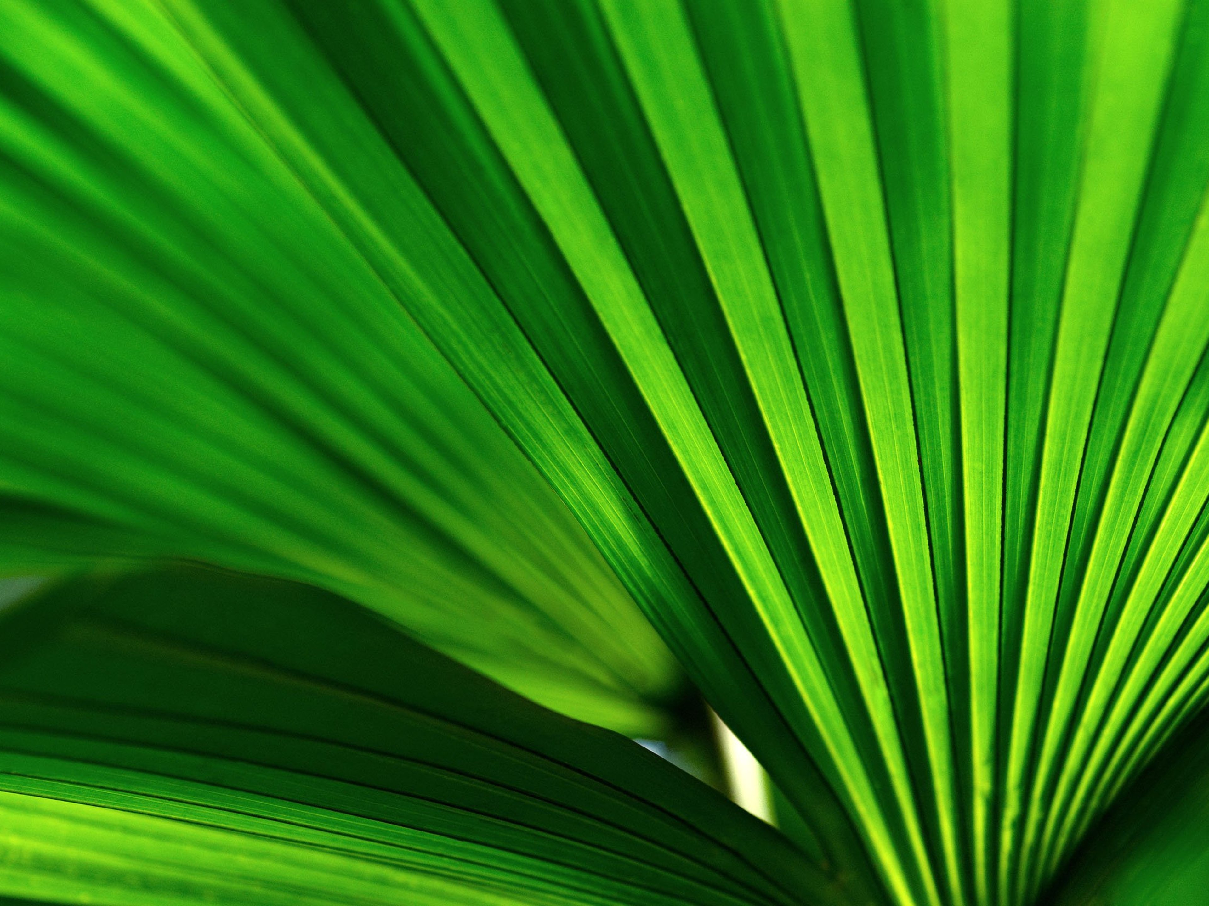 Close up shot of the lines of a palm leaf.