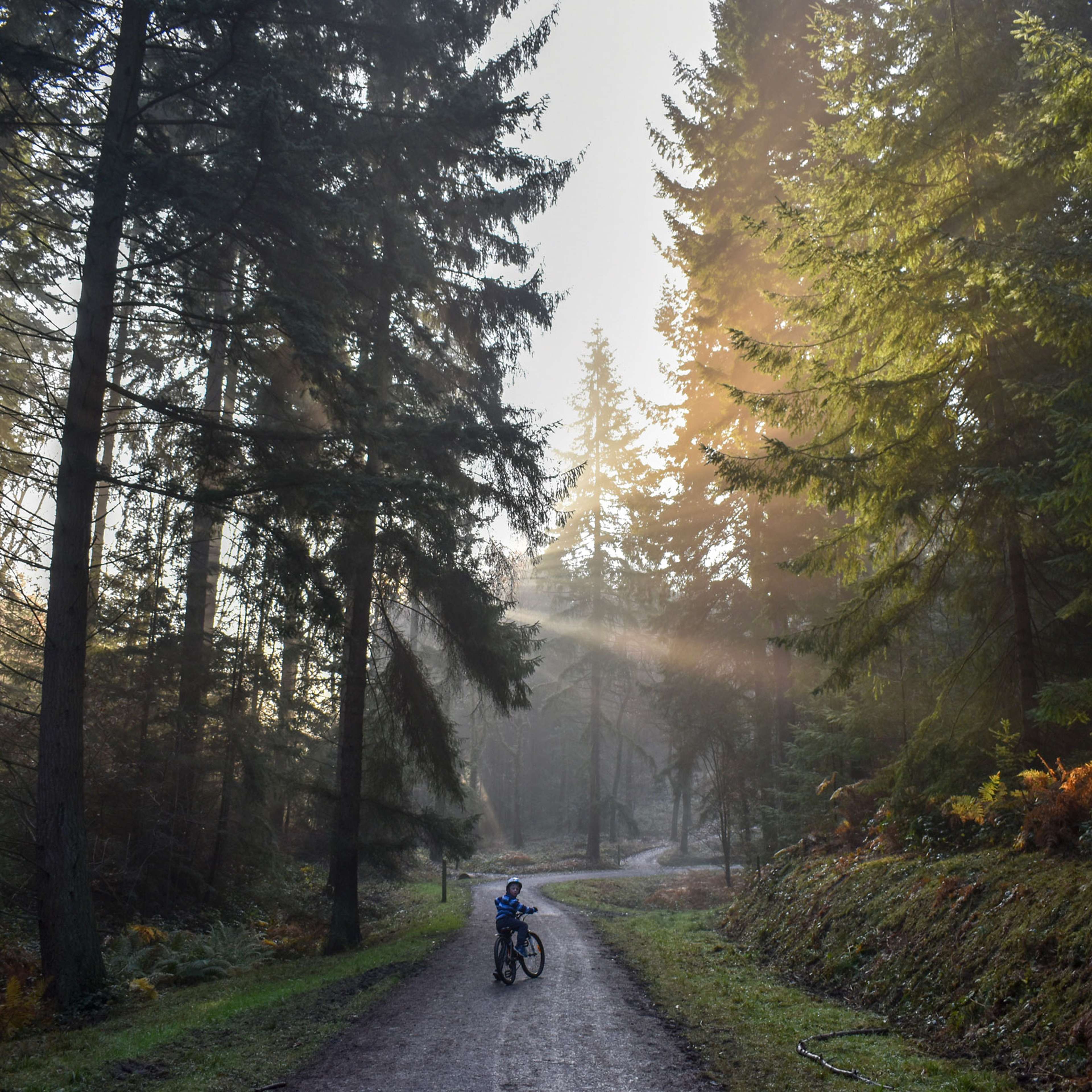Boy riding a bicycle on a road amidst trees in a forest