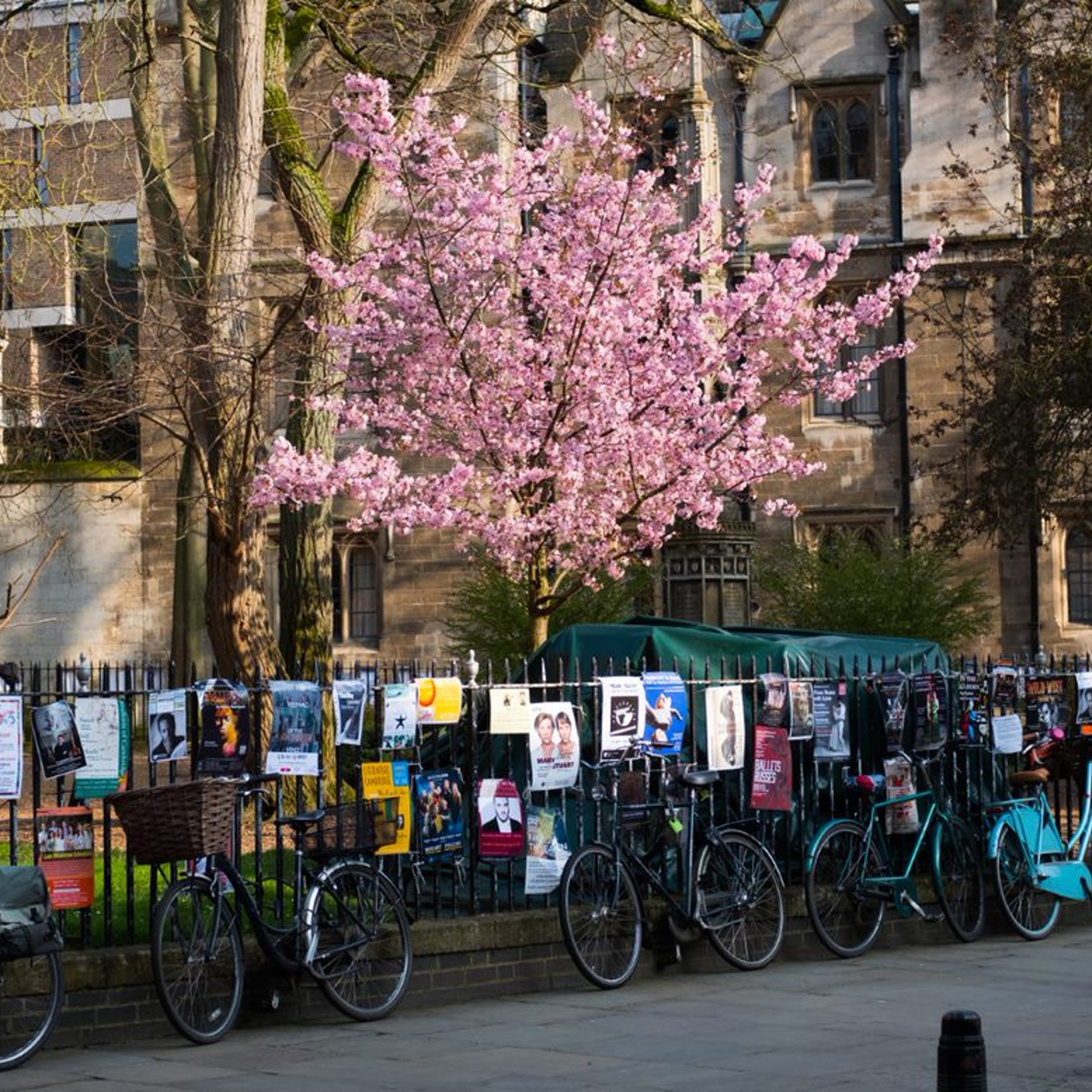 Bikes chained to a fence covered in posters underneath a pink cherry blossom tree.