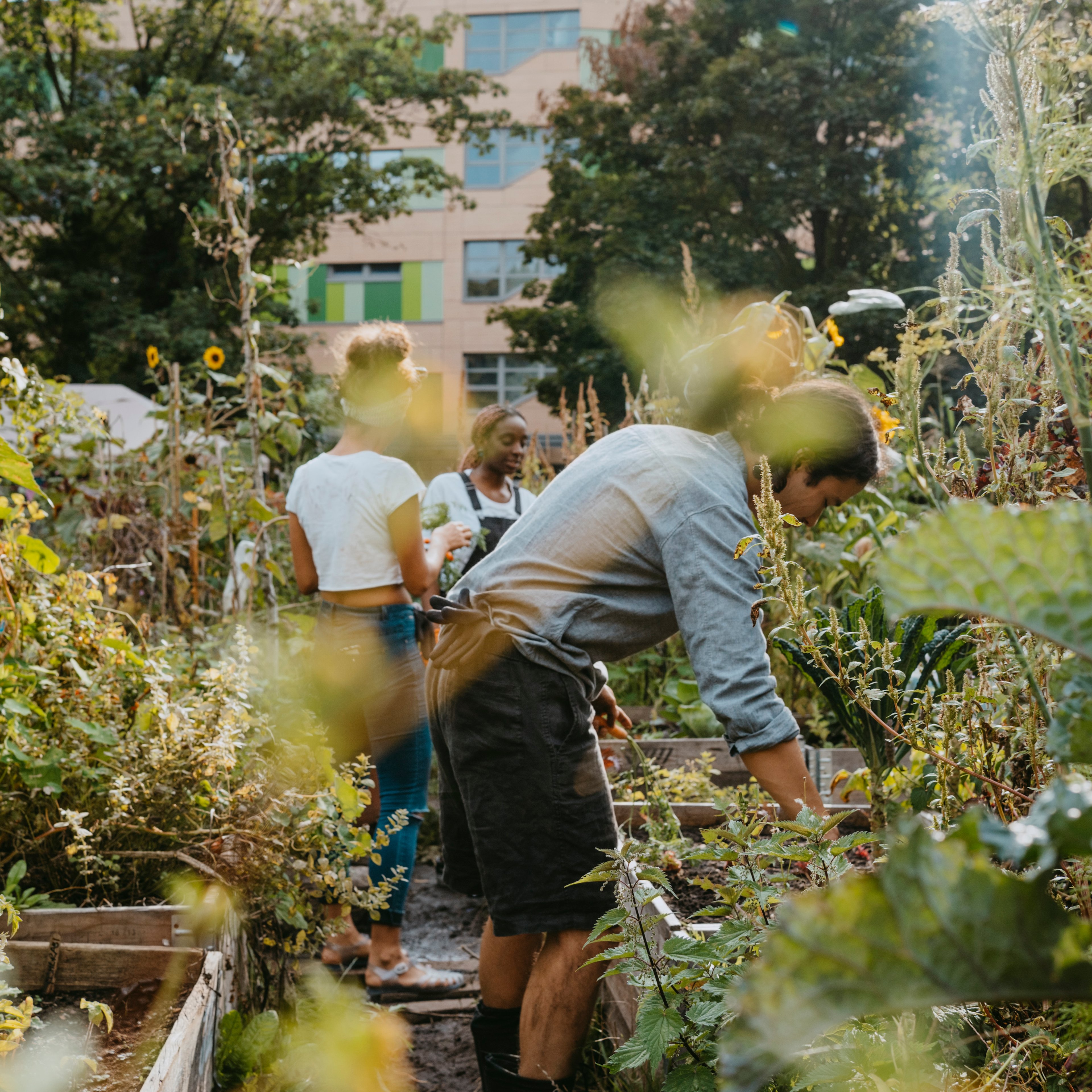 Group of people working on urban garden together.